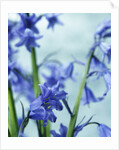 Blue Bells by Anonymous