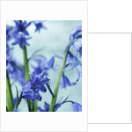 Blue Bells by Anonymous