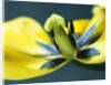 Tulipa by Anonymous
