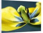 Tulipa by Anonymous