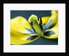 Tulipa by Anonymous