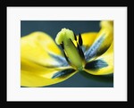 Tulipa by Anonymous