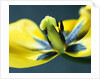 Tulipa by Anonymous