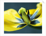 Tulipa by Anonymous