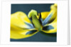 Tulipa by Anonymous