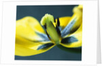 Tulipa by Anonymous