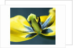 Tulipa by Anonymous