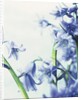 Blue Bells by Anonymous