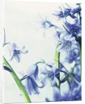 Blue Bells by Anonymous