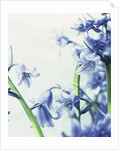 Blue Bells by Anonymous