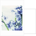 Blue Bells by Anonymous