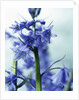 Blue Bells by Anonymous