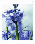 Blue Bells by Anonymous