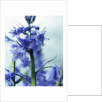 Blue Bells by Anonymous