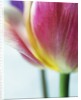 Tulipa by Anonymous