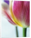 Tulipa by Anonymous