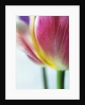 Tulipa by Anonymous