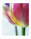 Tulipa by Anonymous