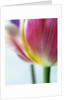 Tulipa by Anonymous