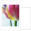 Tulipa by Anonymous