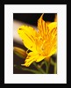 Alstroemeria by Anonymous