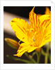 Alstroemeria by Anonymous