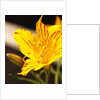 Alstroemeria by Anonymous
