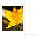 Alstroemeria by Anonymous