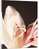 Gladiolus by Anonymous