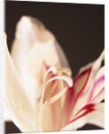 Gladiolus by Anonymous