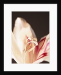 Gladiolus by Anonymous