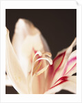 Gladiolus by Anonymous