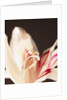 Gladiolus by Anonymous