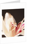 Gladiolus by Anonymous