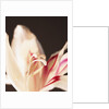 Gladiolus by Anonymous