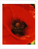 Poppy by Anonymous