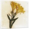 Alstroemeria by David Roseburg
