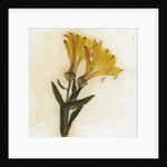 Alstroemeria by David Roseburg