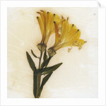 Alstroemeria by David Roseburg
