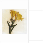 Alstroemeria by David Roseburg