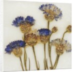 Centaurea by David Roseburg