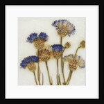 Centaurea by David Roseburg