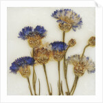 Centaurea by David Roseburg