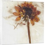 Dahlia I by David Roseburg