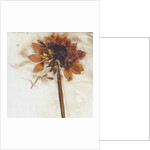 Dahlia I by David Roseburg