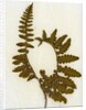 Fern XI by David Roseburg