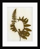 Fern XI by David Roseburg
