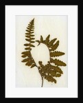 Fern XI by David Roseburg