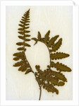 Fern XI by David Roseburg