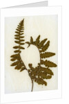 Fern XI by David Roseburg
